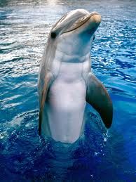 delfin..jpg